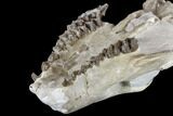 Oreodont (Merycoidodon) Partial Skull - Wyoming #113033-1